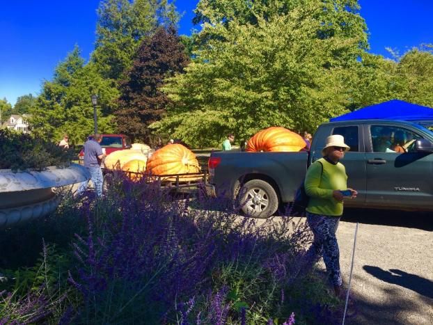 Ridgefield's Giant Pumpkin Weigh Off 2016
